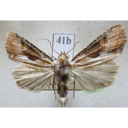 Lateroligia ophiogramma (Esper, 1794) Czech41b